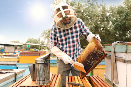 Beekeeper brushing bees from hive frame at apiary. Harvesting honey