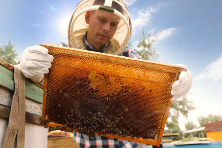 Beekeeper with hive frame at apiary. Harvesting honeyの写真素材