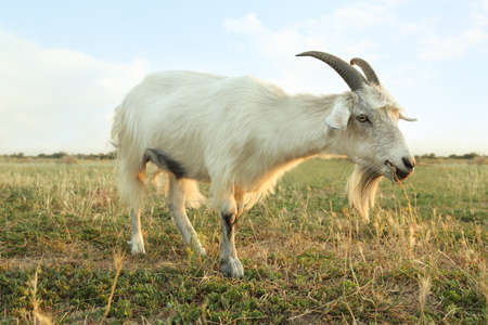 White goat grazing on pasture. Animal husbandryの写真素材