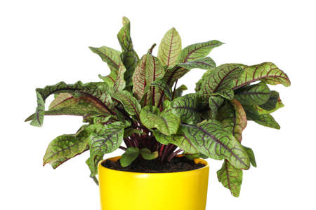 Sorrel plant in pot isolated on white