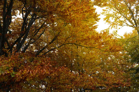 Beautiful view of trees with golden leaves in forest. Autumn season