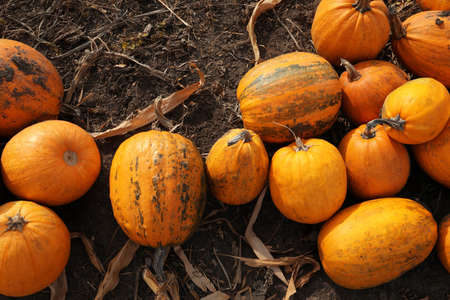 Pile of ripe orange pumpkins on ground in field, flat lay