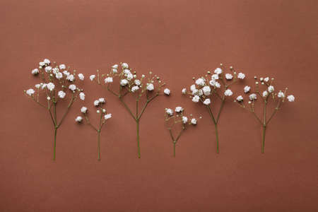 Twigs of white gypsophila plant on brown background. Space for text