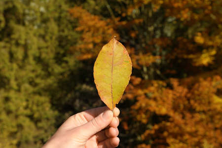 Woman holding beautiful leaf outdoors on autumn day, closeup