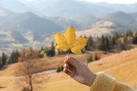 Woman holding beautiful leaf outdoors on autumn day, closeupの写真素材
