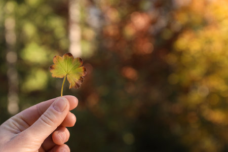 Woman holding beautiful leaf outdoors on autumn day, closeup. Space for textの写真素材