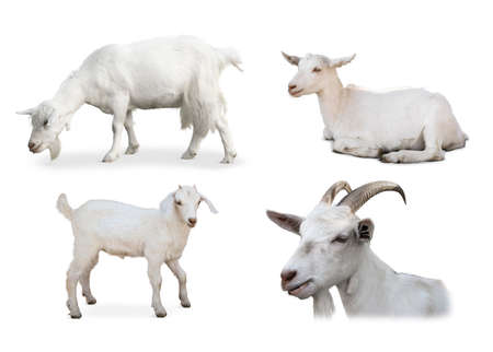 Cute domestic goats on white background, collageの写真素材
