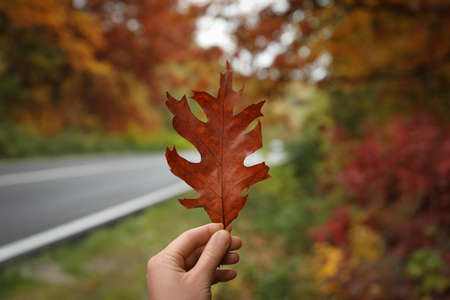 Woman holding beautiful dry leaf outdoors, closeup. Autumn season