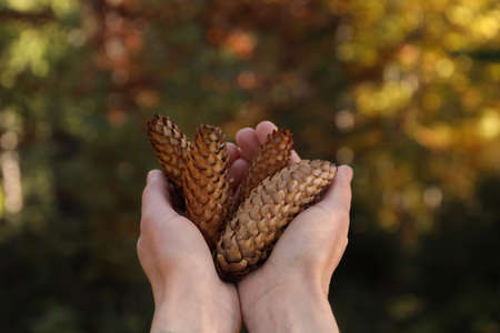 Woman holding pine cones outdoors on autumn day, closeupの写真素材