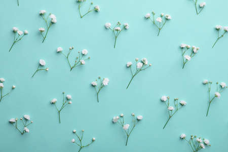 Beautiful gypsophila flowers on turquoise background, flat layの写真素材
