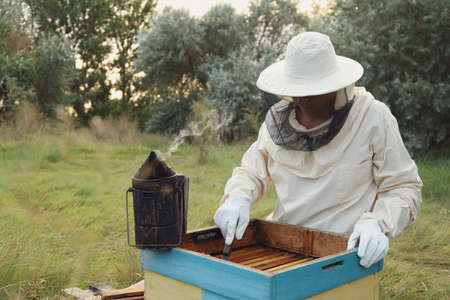 Beekeeper scraping wax from honey frame at apiaryの写真素材