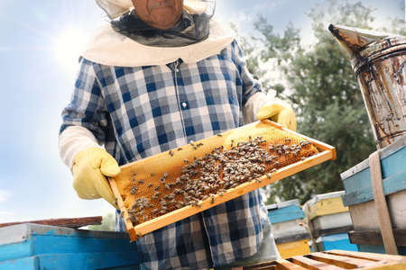 Beekeeper with hive frame at apiary, closeup. Harvesting honey