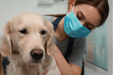 Professional groomer working with cute dog in pet beauty salon