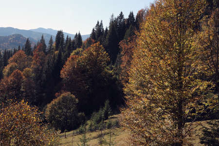 Picturesque view of beautiful mountain forest on sunny day in autumn