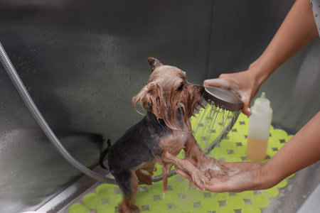 Professional groomer washing cute little dog in pet beauty salonの写真素材