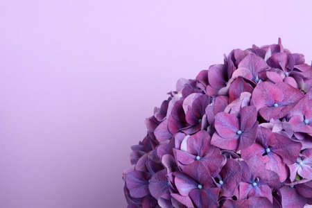 Beautiful bright hortensia flowers on violet background, closeup. Space for textの写真素材