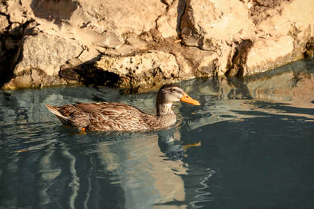 One cute duck swimming in pond on sunny day. Nature reserveの写真素材
