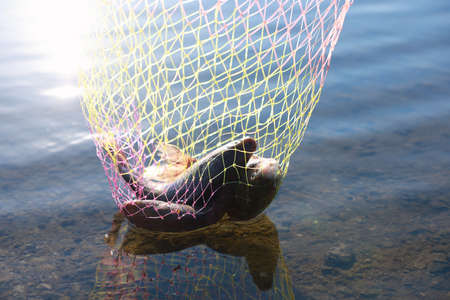 Net with catch above river. Fishing dayの写真素材