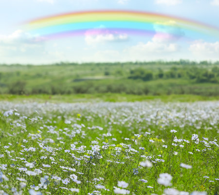 Beautiful rainbow in blue sky over blooming field on sunny dayの写真素材