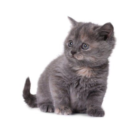Cute little gray kitten sitting on white backgroundの写真素材