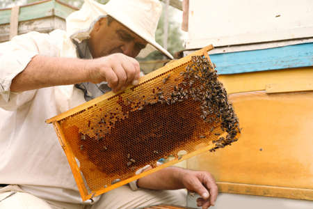 Beekeeper in uniform taking frame from hive at apiary. Harvesting honey