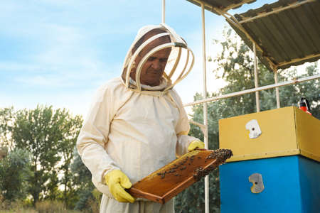 Beekeeper in uniform with honey frame at apiary
