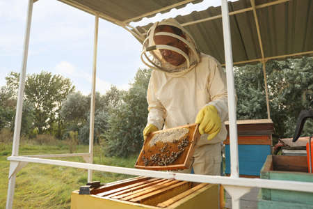Beekeeper in uniform with honey frame at apiary