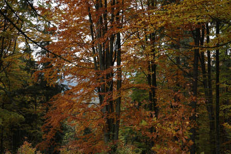 Beautiful view of trees with color leaves in autumn