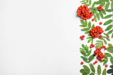 Fresh ripe rowan berries and green leaves on white background, flat lay. Space for textの写真素材