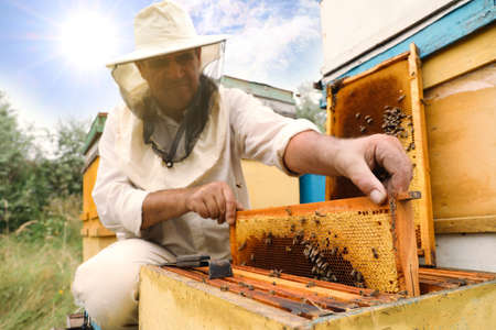 Beekeeper in uniform taking frame from hive at apiary. Harvesting honey