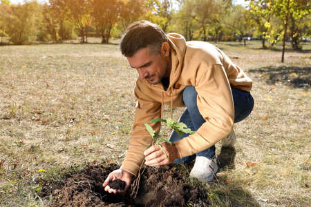 Mature man planting young tree in park on sunny dayの写真素材