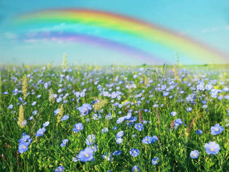 Beautiful rainbow in blue sky over blooming field on sunny dayの写真素材