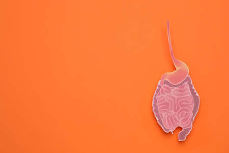 Paper cutout of small intestine on orange background, top view. Space for text