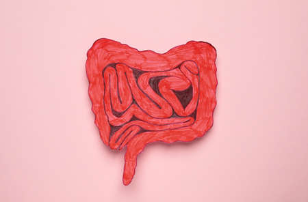 Paper cutout of small intestine on pink background, top viewの写真素材