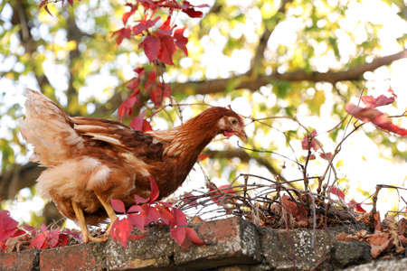Beautiful chicken on stone fence in farmyard. Domestic animalの写真素材