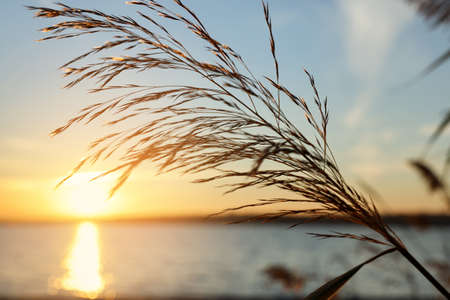 Beautiful reed plant near river at sunset, closeupの写真素材
