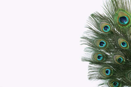 Beautiful bright peacock feathers on white backgroundの写真素材