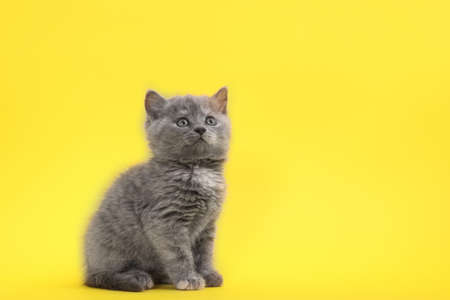 Cute little gray kitten sitting on yellow background. Space for textの写真素材