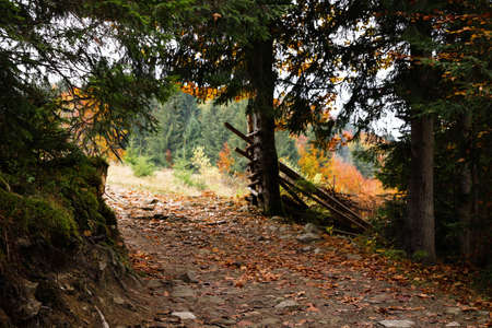 Picturesque view of pathway in forest on autumn day