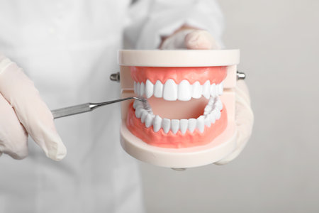 Dentist showing typodont teeth with tool on light background, closeupの写真素材