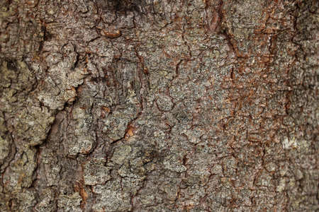 Texture of tree bark as background, closeup view