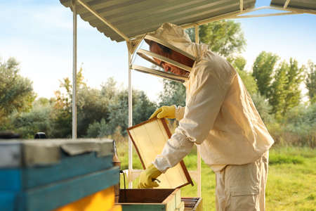 Beekeeper in uniform with honey frame at apiaryの写真素材
