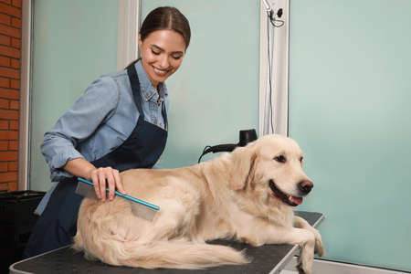 Professional groomer brushing fur of cute dog in pet beauty salonの写真素材