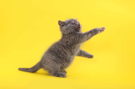 Cute little gray kitten playing on yellow backgroundの写真素材