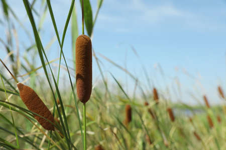 Beautiful reed plants growing outdoors on sunny dayの写真素材