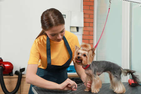 Professional groomer giving stylish haircut to cute dog in pet beauty salonの写真素材