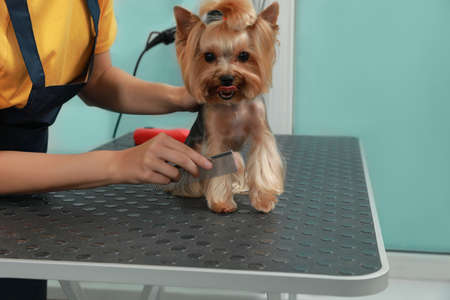 Professional groomer working with cute dog in pet beauty salonの写真素材