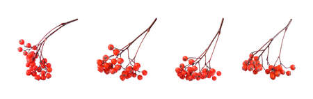 Set with ripe rowan berries on white background. Banner designの写真素材