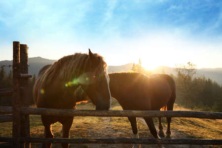 Beautiful view of horses near wooden fence in mountainsの写真素材