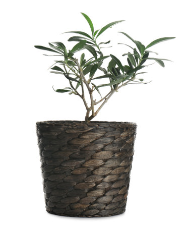 Beautiful plant growing in pot isolated on whiteの写真素材